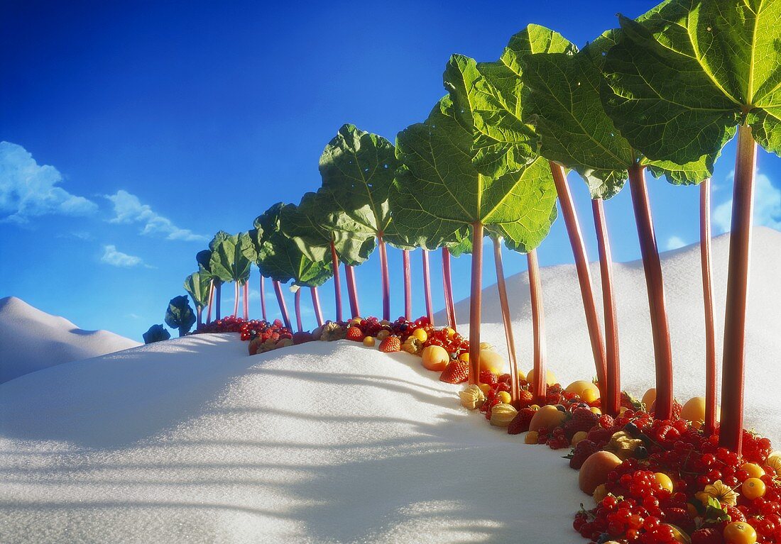 Avenue of rhubarb sticks and fruit in a sugar desert