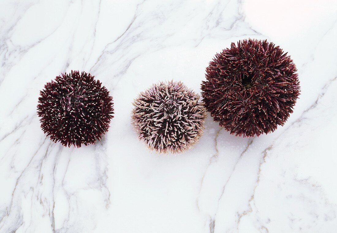 Three sea urchins on marble background