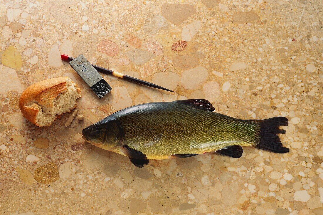 Tench on brown marble with weight and piece of white bread