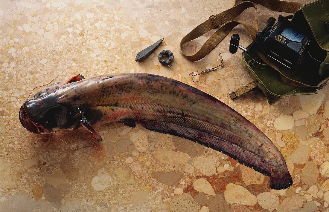 Catfish on brown marble with fishing tackle