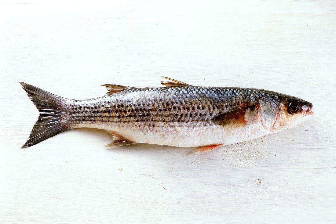 Grey mullet on a white wooden background