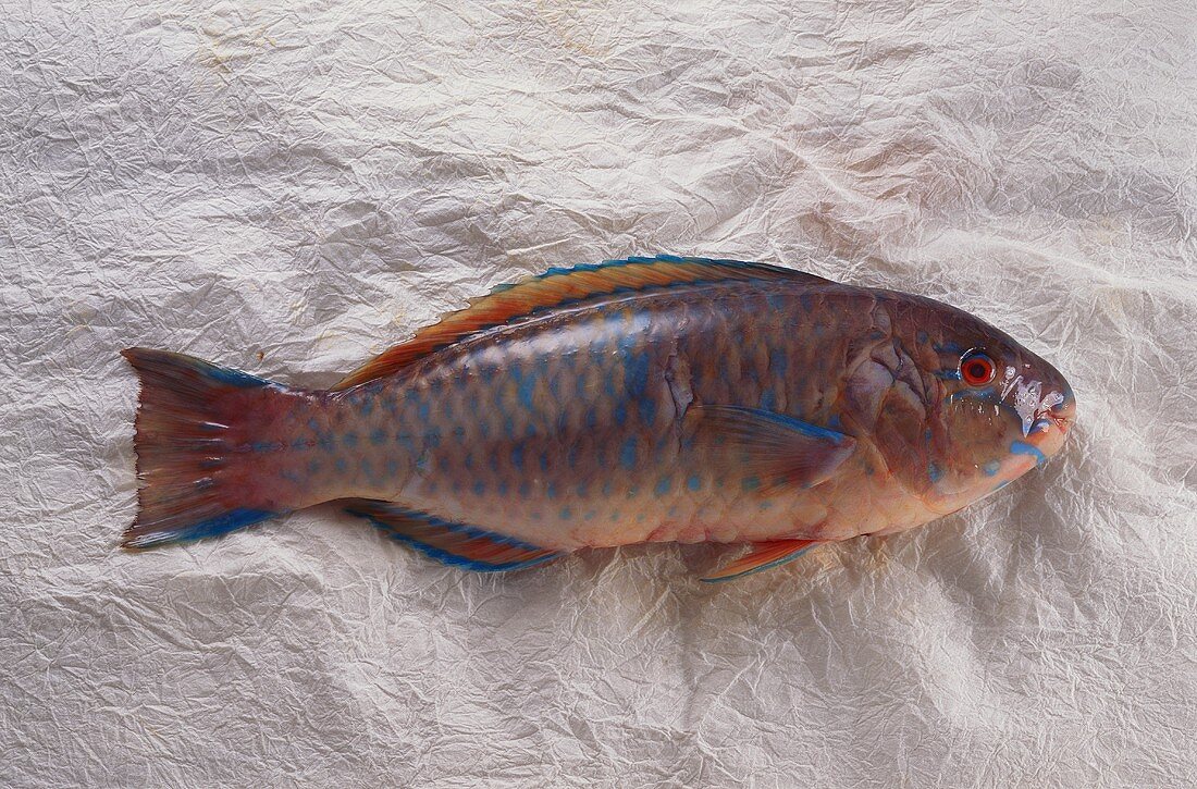 Parrot fish on wavy white background