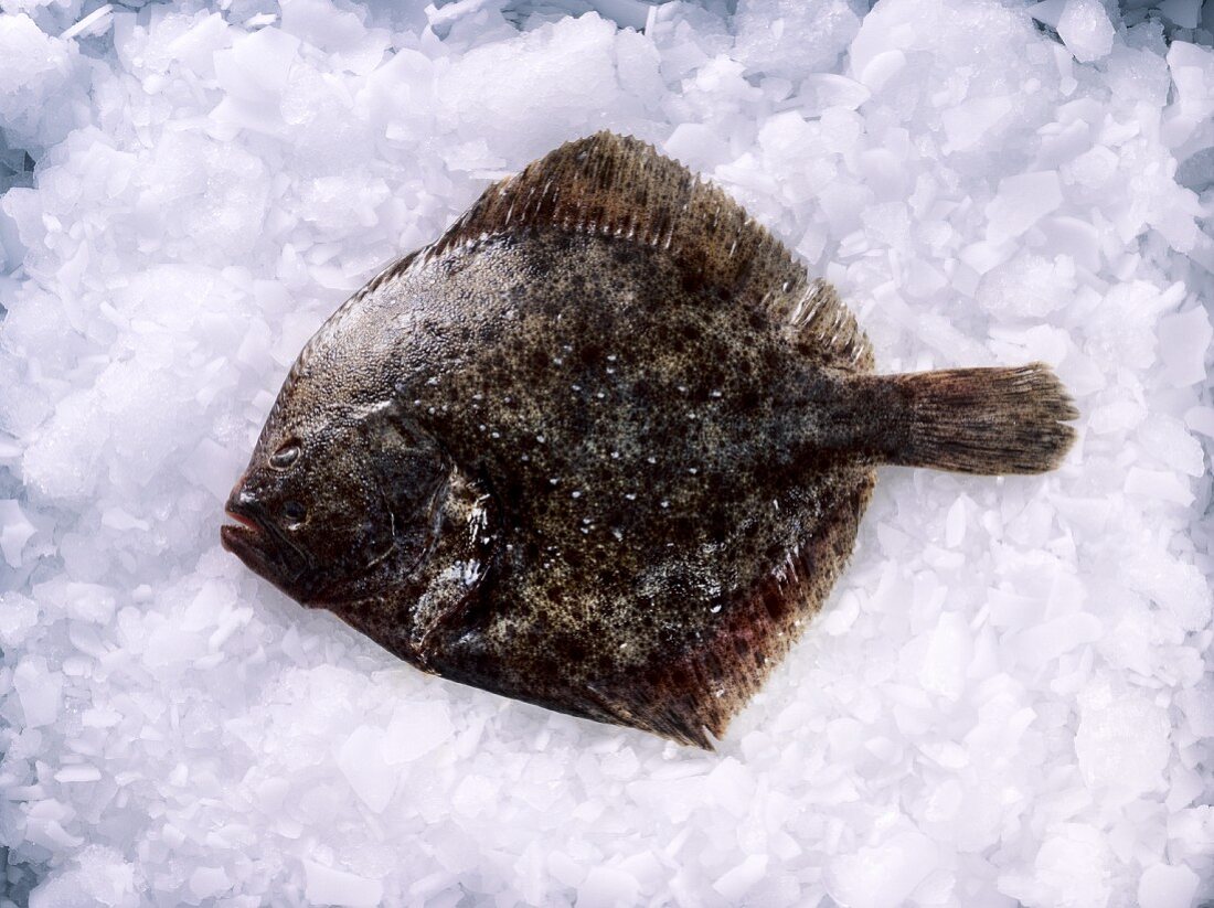 Baby turbot on ice