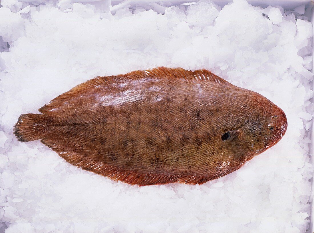 Sole on crushed ice