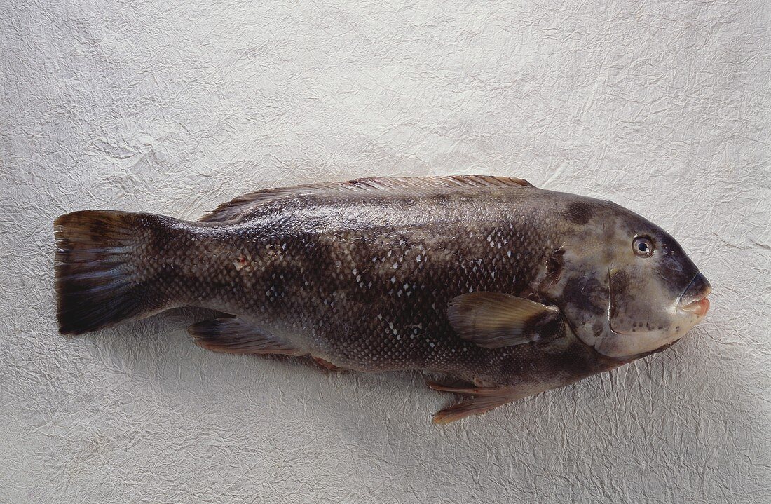 Blackfish (Lippfisch) auf gewelltem weissen Untergrund