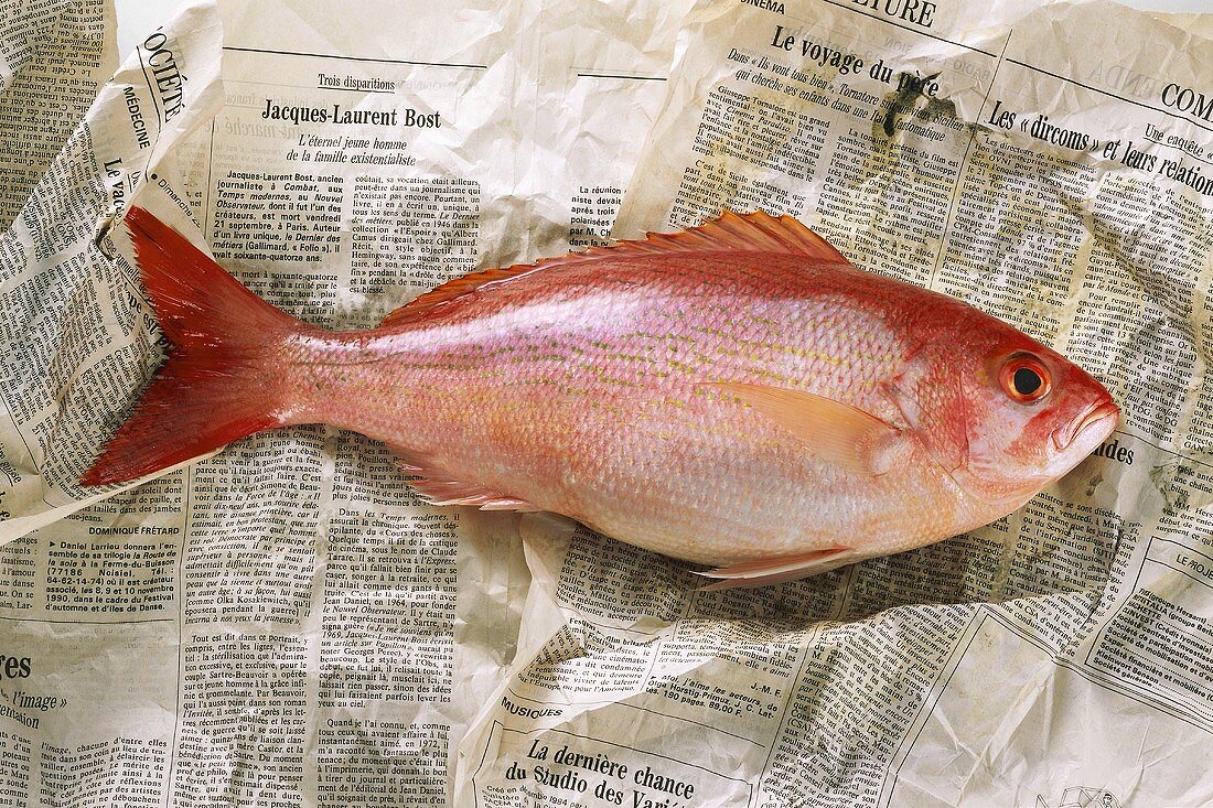 Red snapper on newspaper