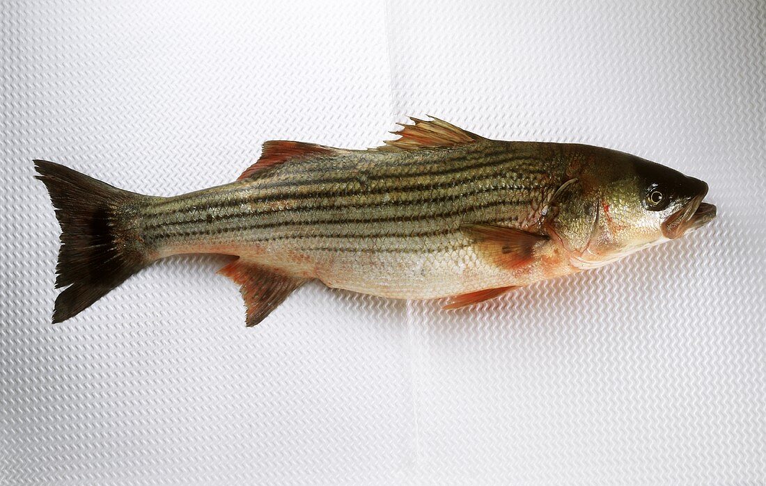 Striped bass on a ribbed white background
