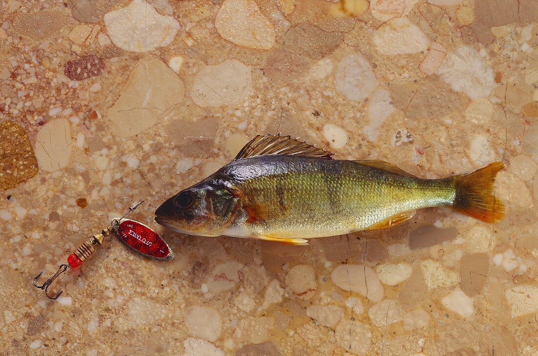 Stunted perch on brown marble