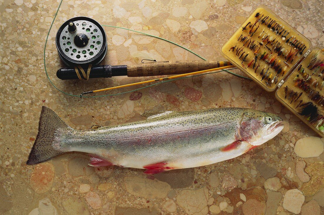 Rainbow trout on brown marble with fishing tackle