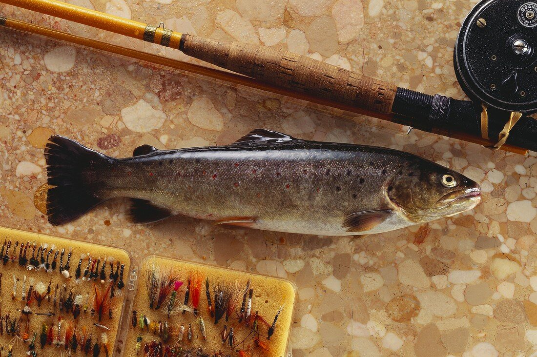 Brook trout on brown marble with fishing tackle