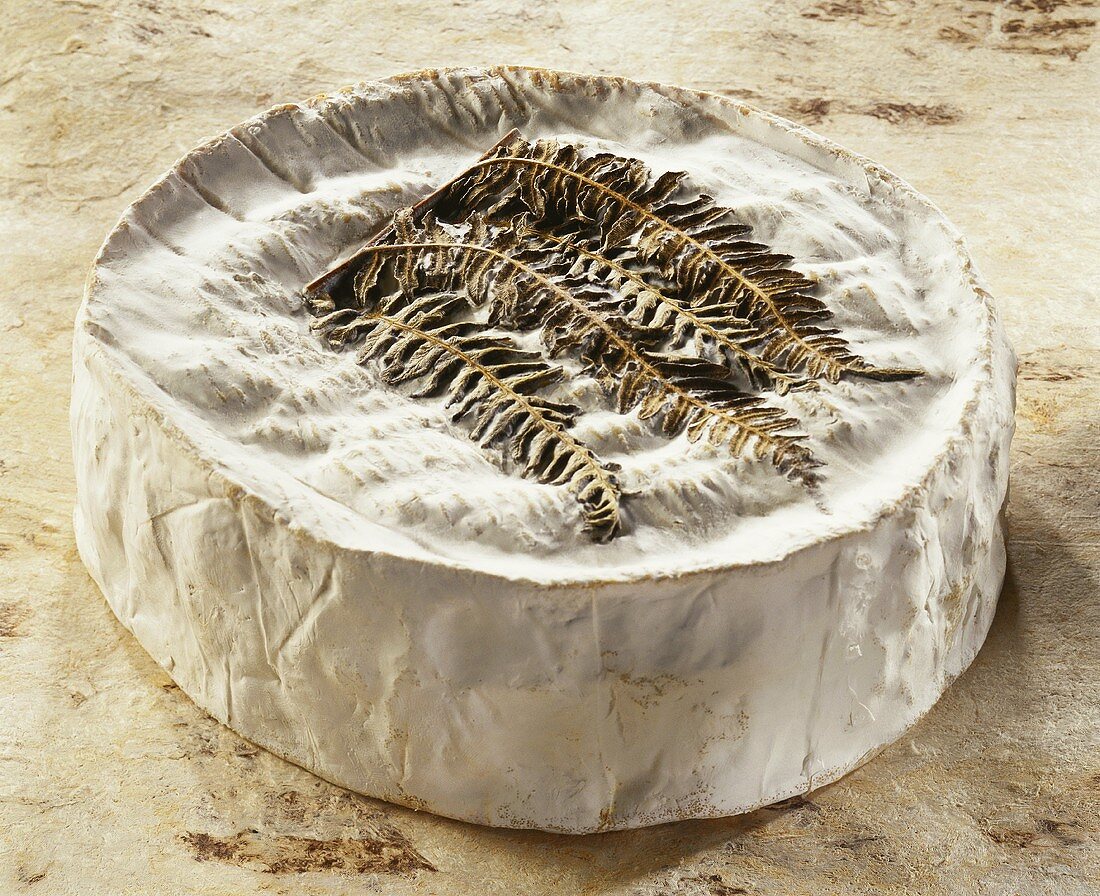 Fougeru, a French soft cheese, on a brown background