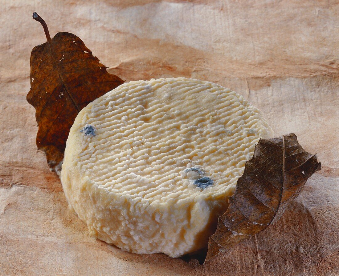 Mothais, a French goat's cheese, on a leaf