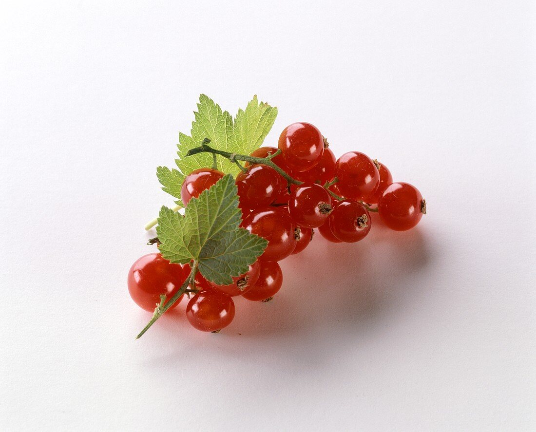 Red Currants with Leaves