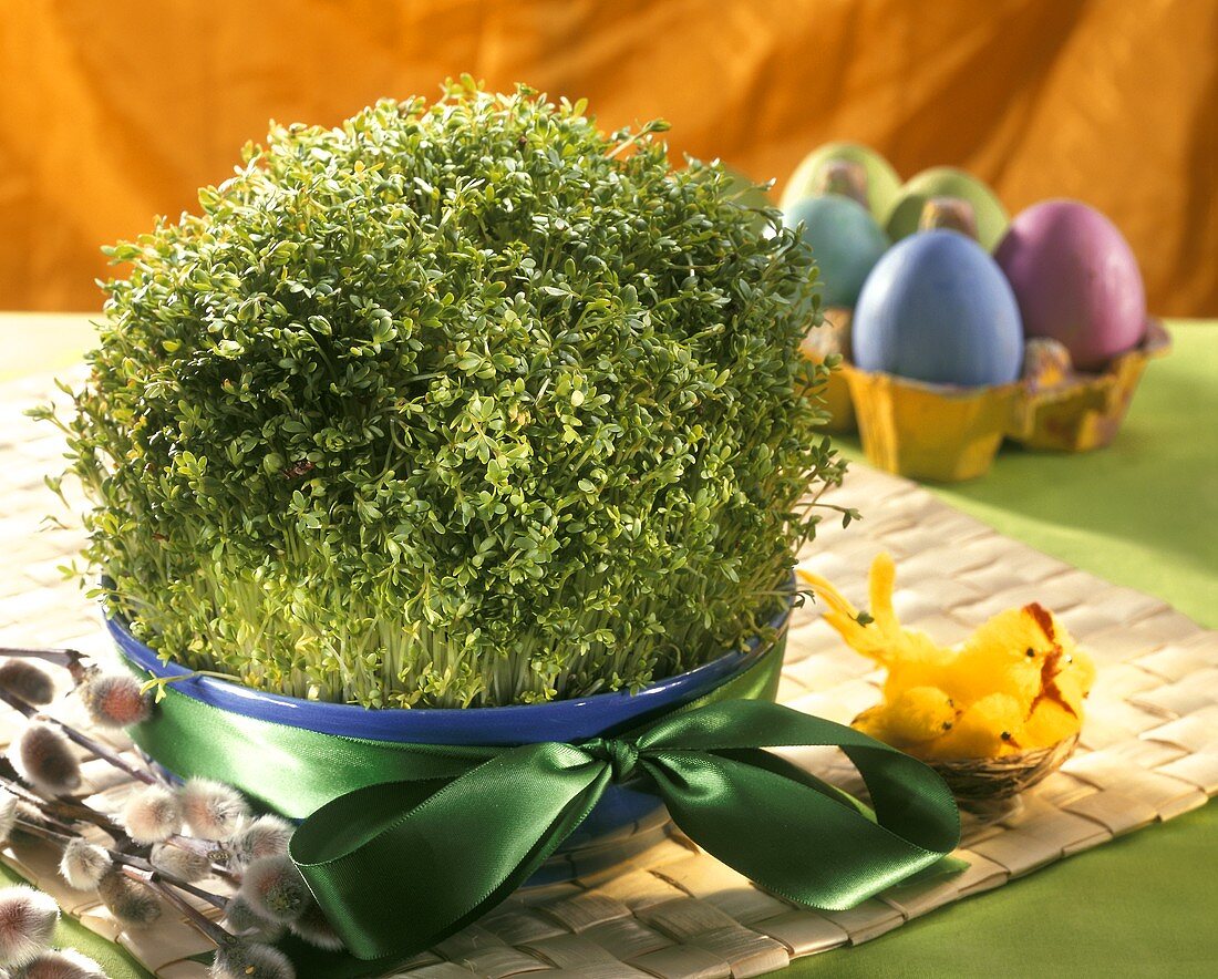 Home-grown cress in a dish for Easter