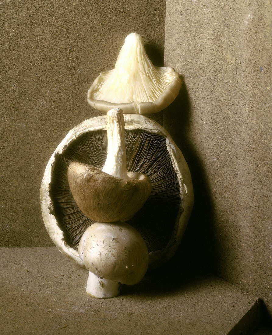 Tower of various mushrooms