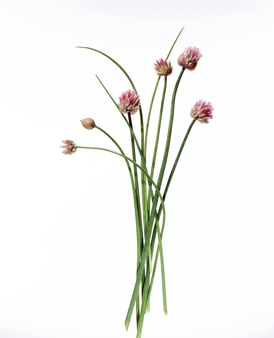 Chives with pink flowers