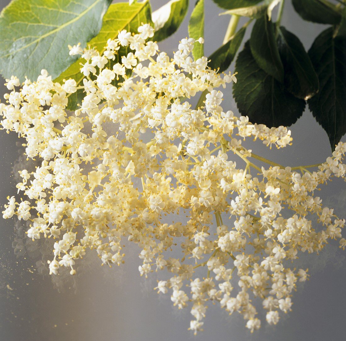 Elderflowers