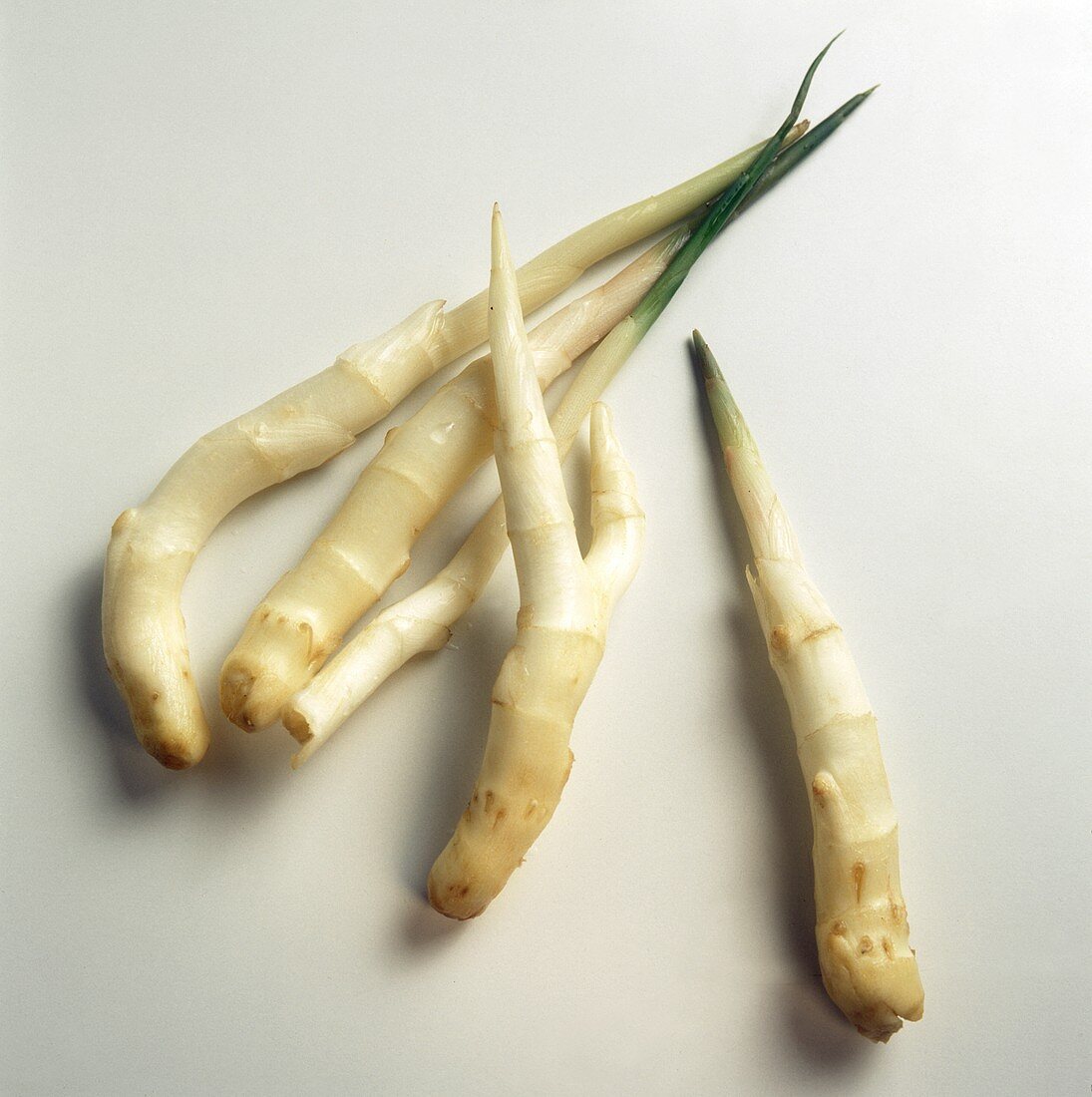 Young ginger on white background