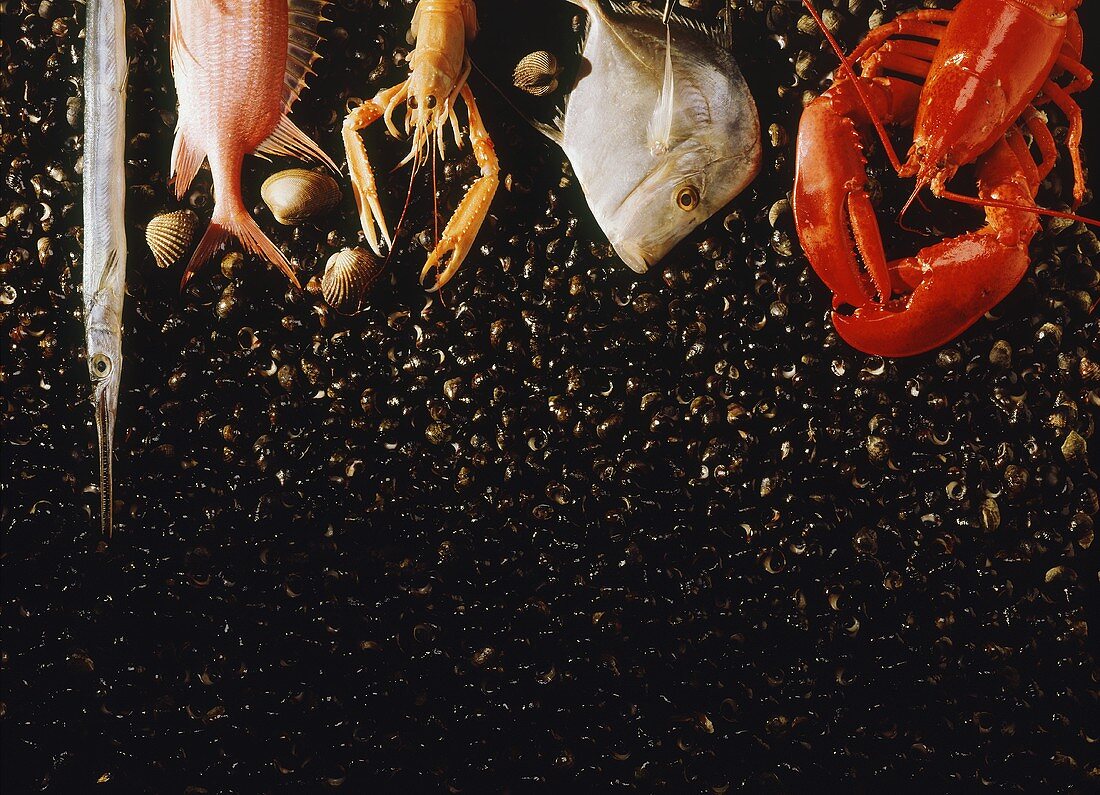 Various fish and shellfish on a background of mussels