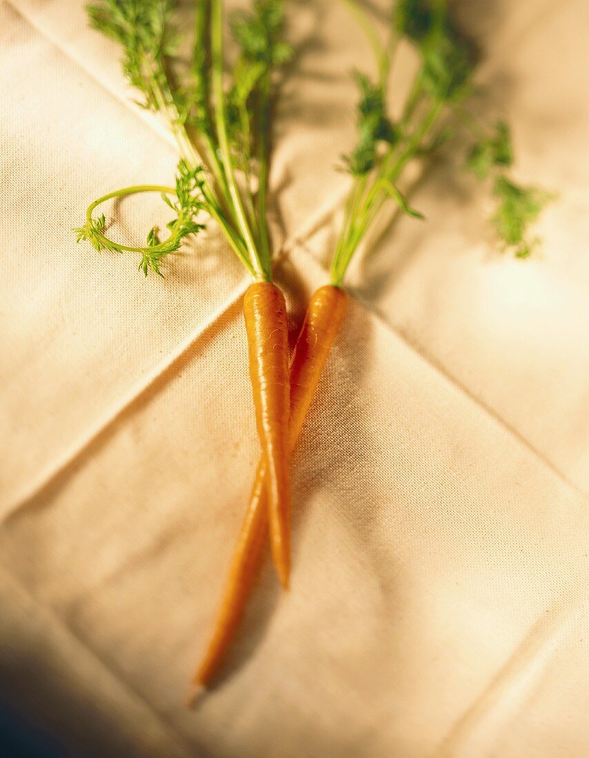 Two fresh carrots with leaves on table cloth