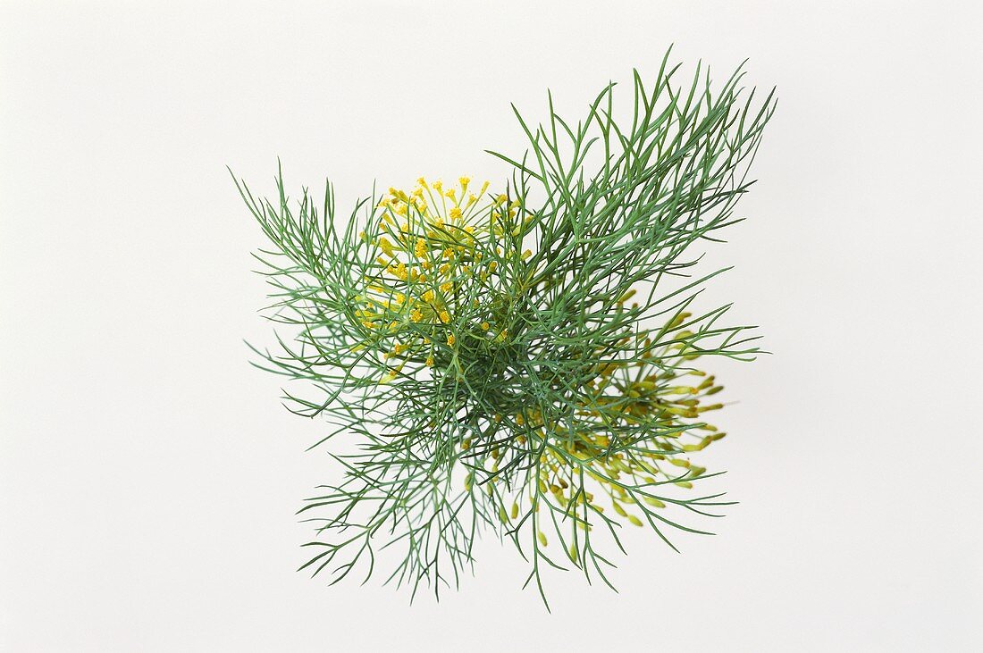 Fresh dill with flowers
