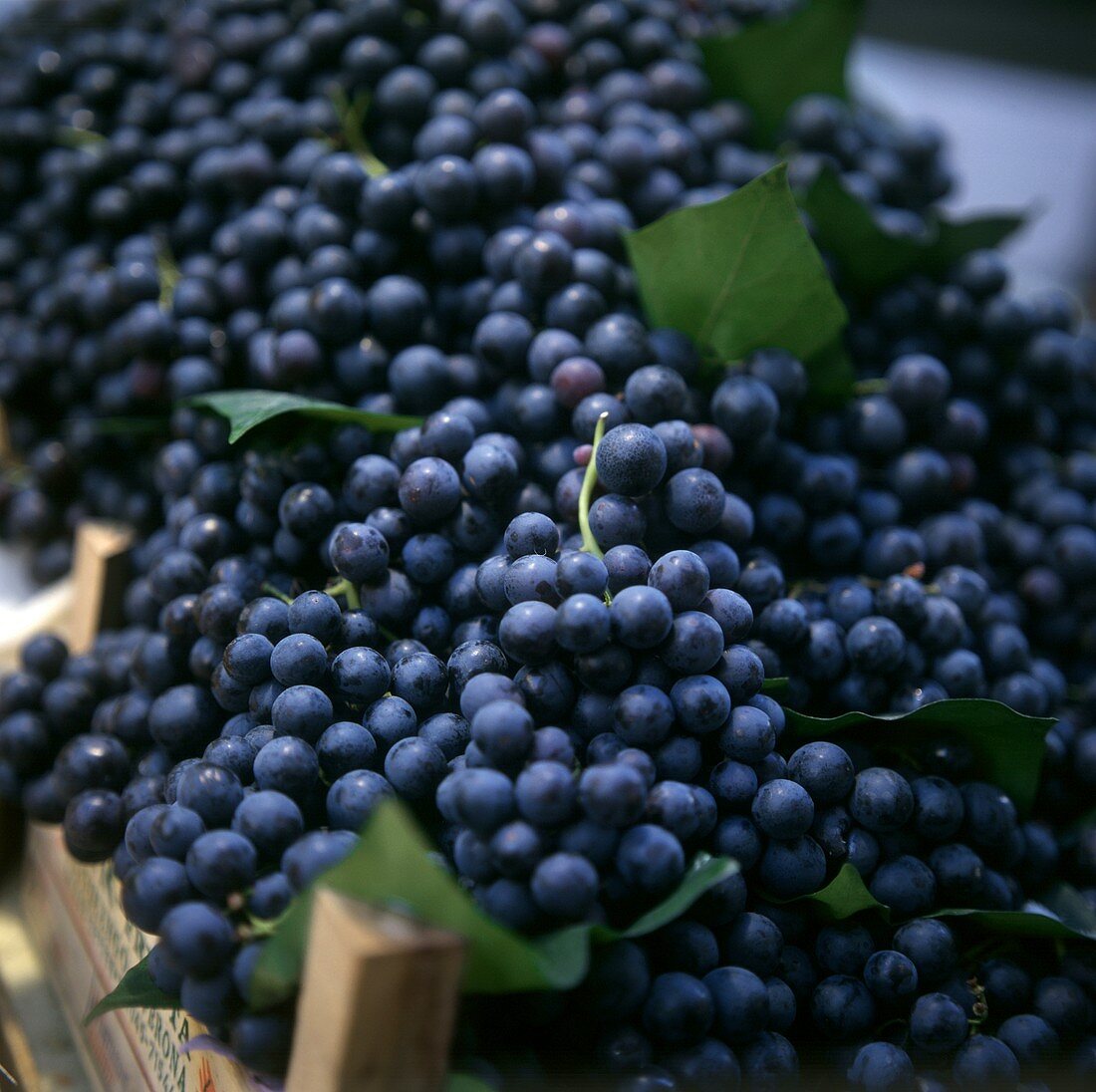 Black grapes in a crate