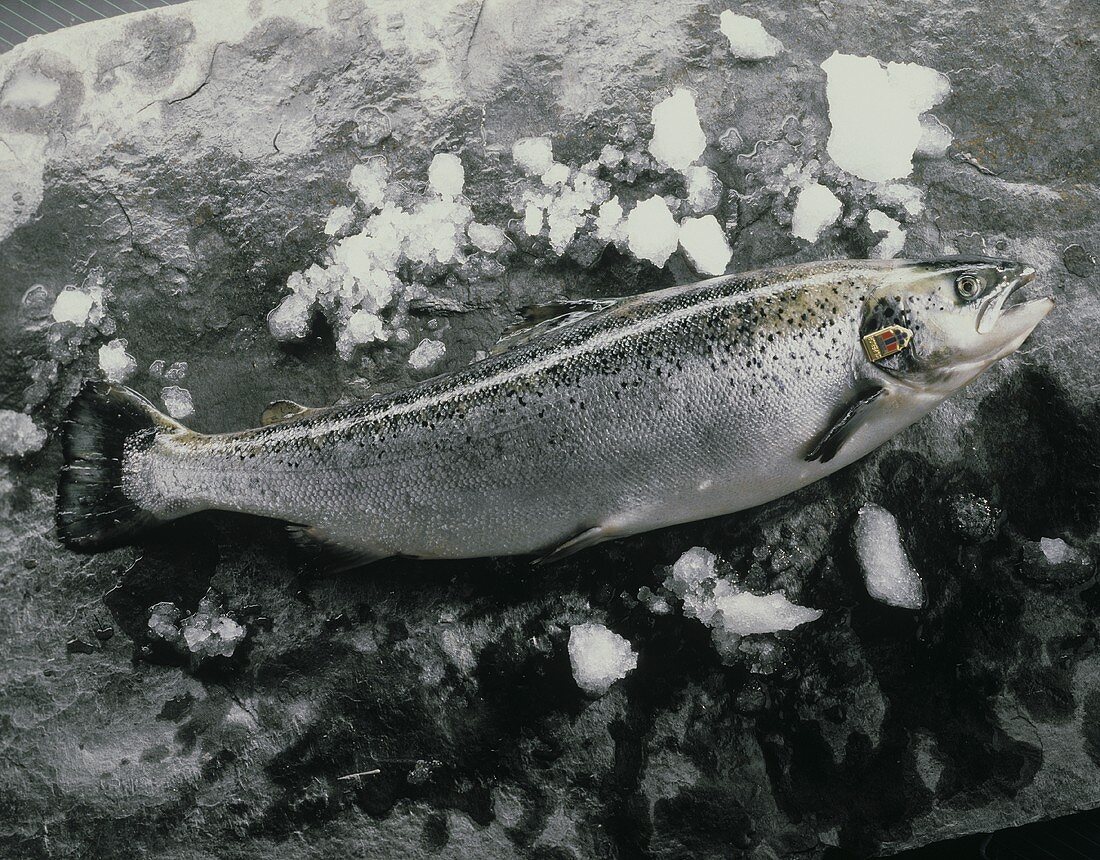 Fresh Norwegian salmon trout with label