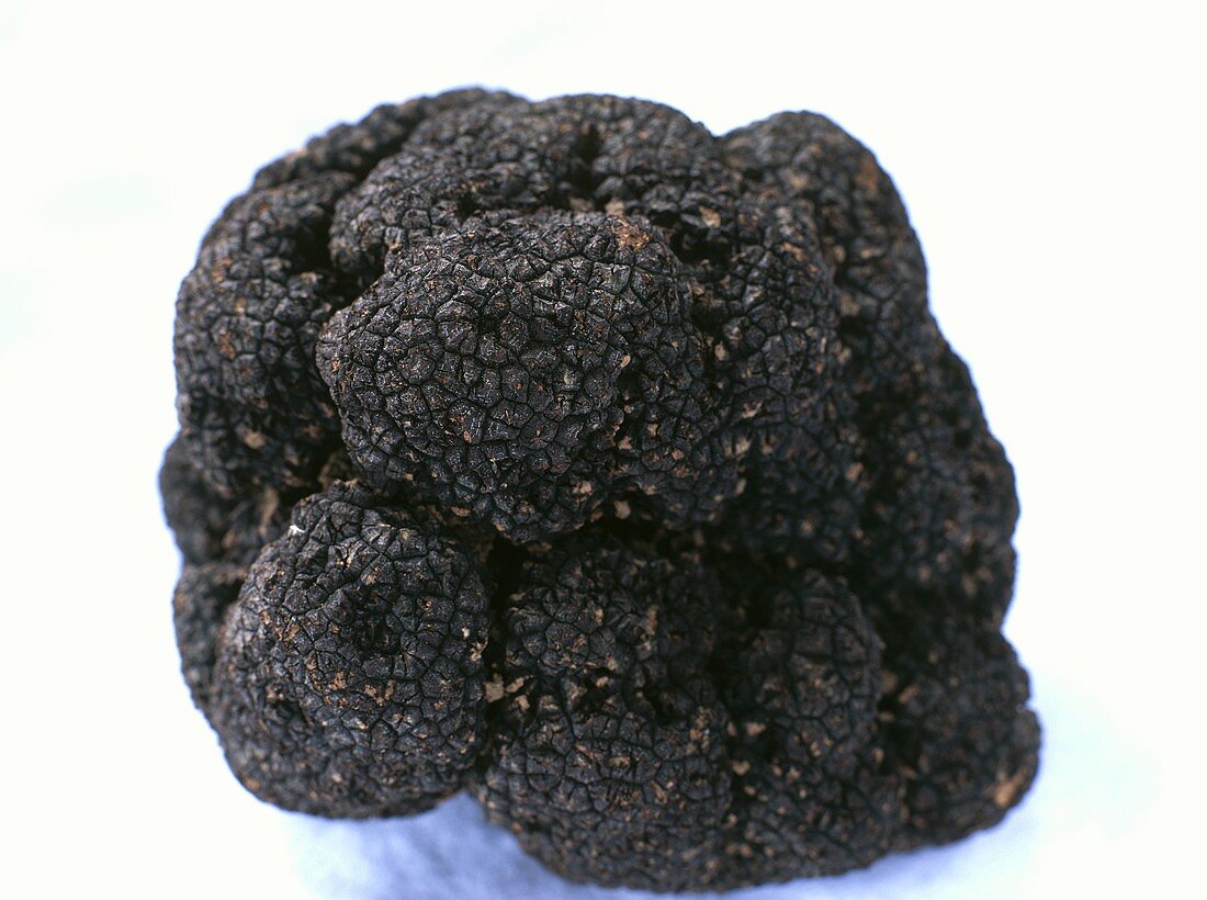 Fine black truffle on a white background