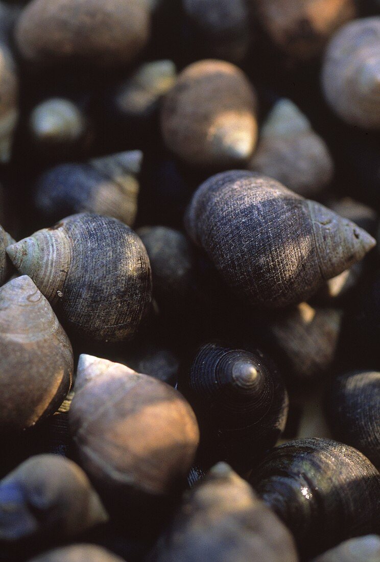 Muscheln (bildfüllend)