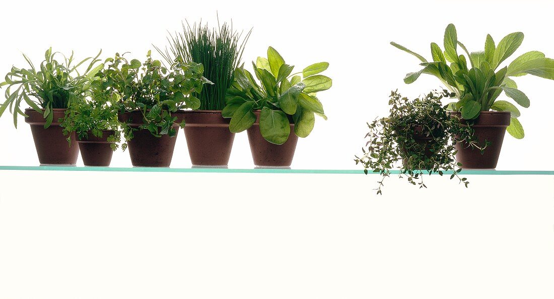 Various herbs in flowerpots