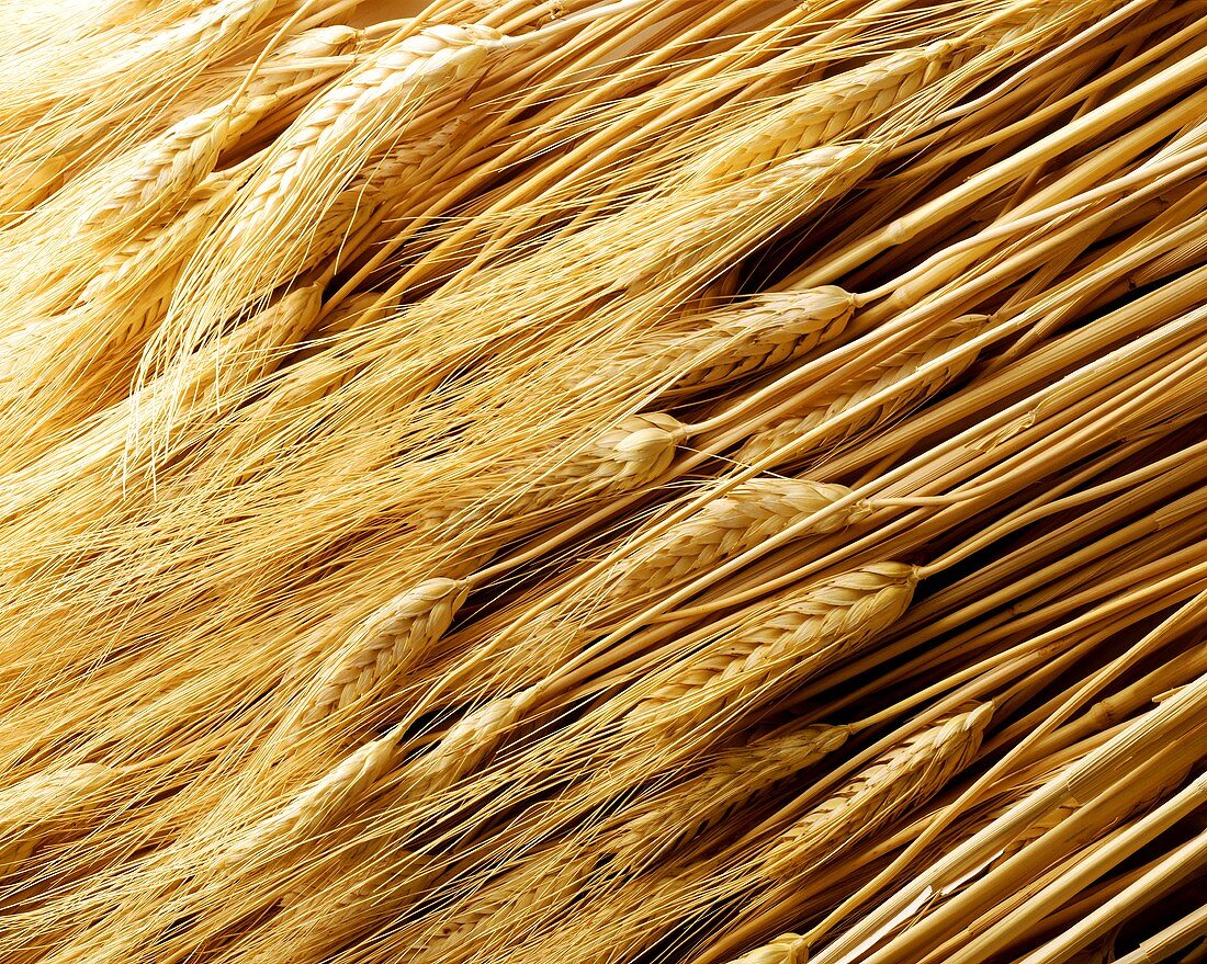 Ears of wheat (filling the picture)