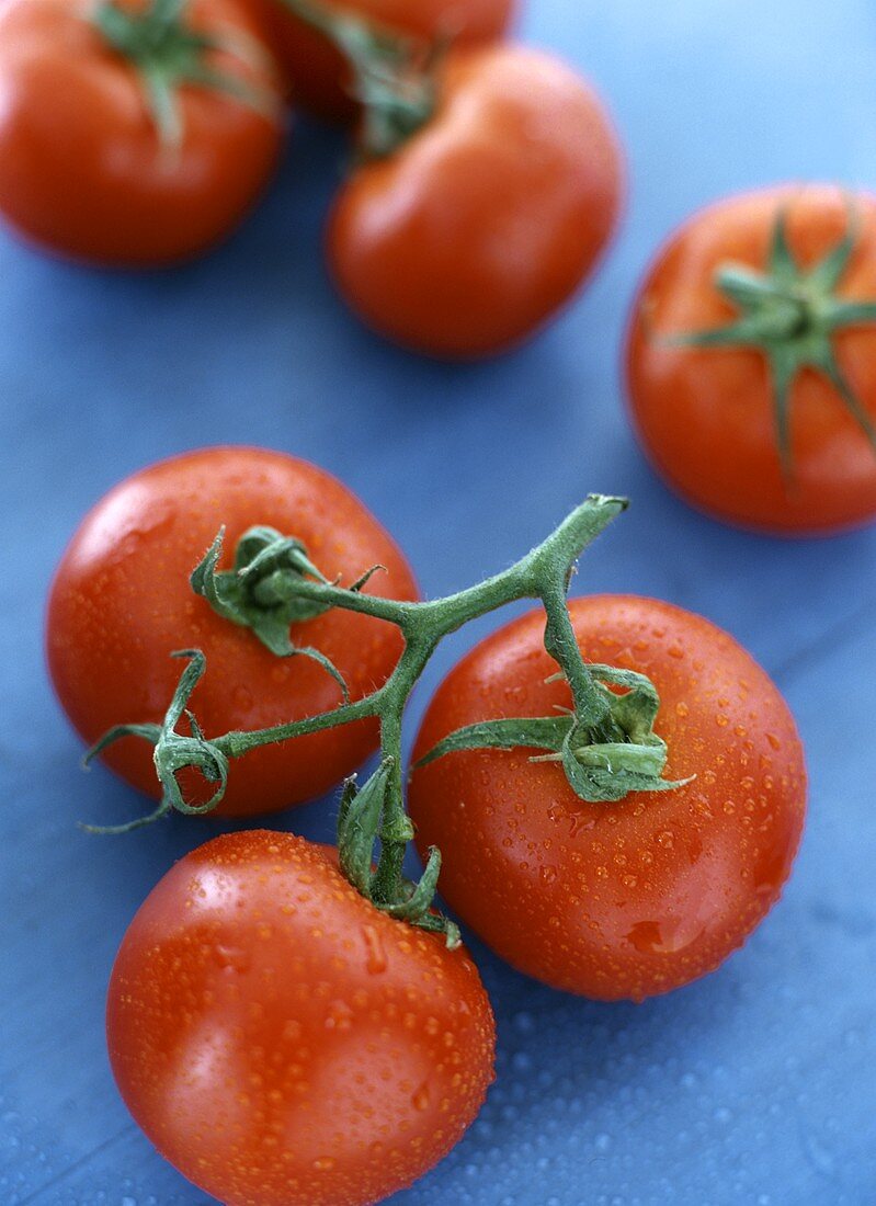 Strauchtomaten auf blauem Untergrund