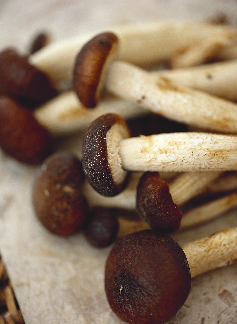 Mushrooms with brown caps