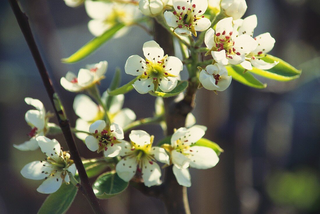 Pear blossom on a branch on the tree