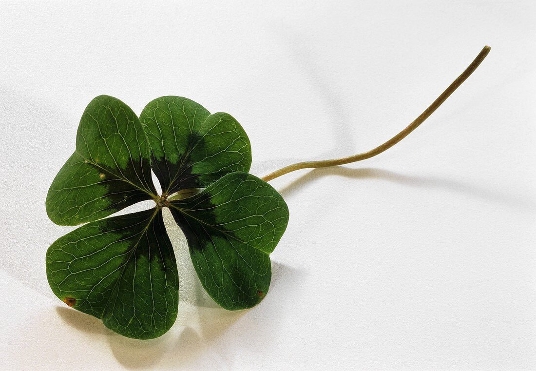 A four-leaf clover on a white background
