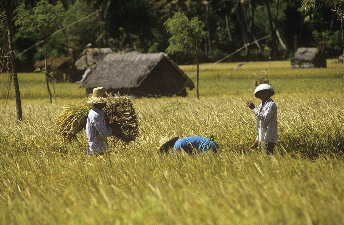 Arbeiter auf einem Reisfeld in Bali