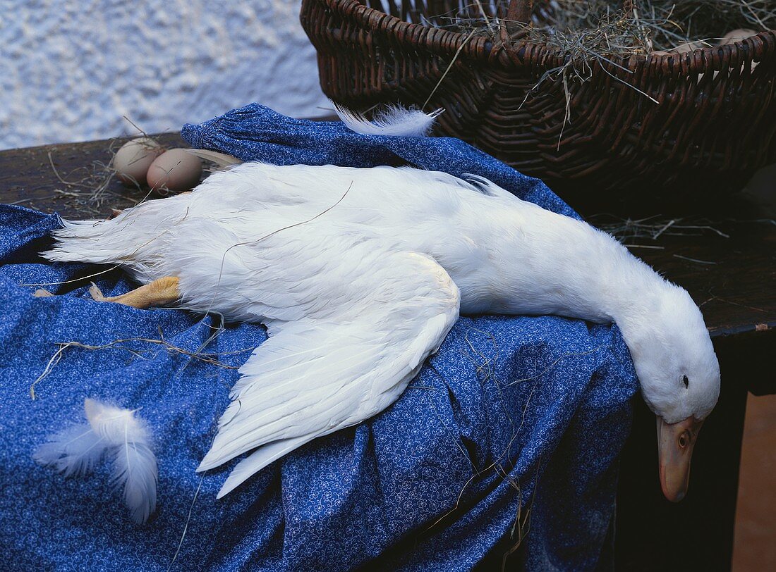 Unplucked duck on a blue cloth in front of basket and eggs