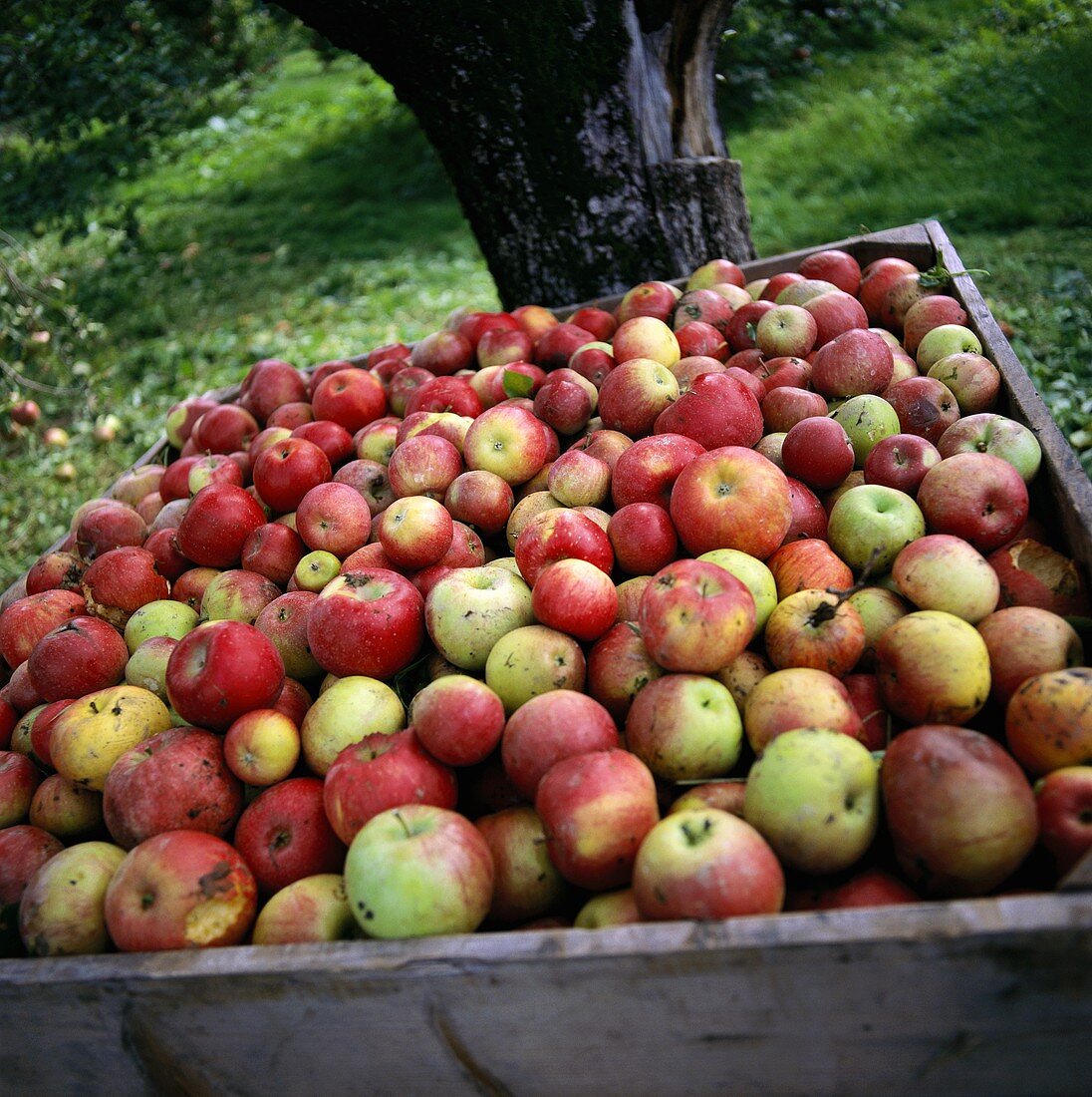 Äpfel, frisch geerntet in einer Holzkiste im Freien