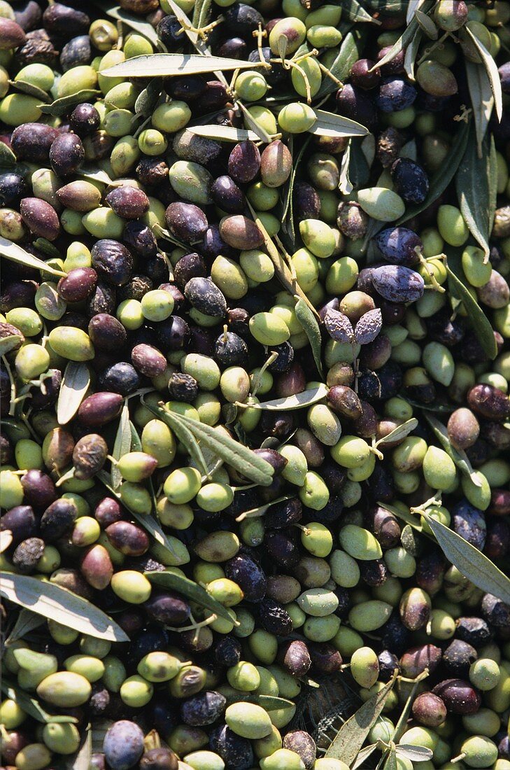 Grüne und schwarze Oliven, frisch geerntet (bildfüllend)