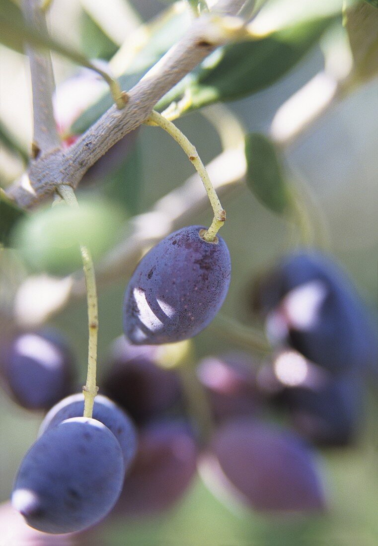 Olives on the tree