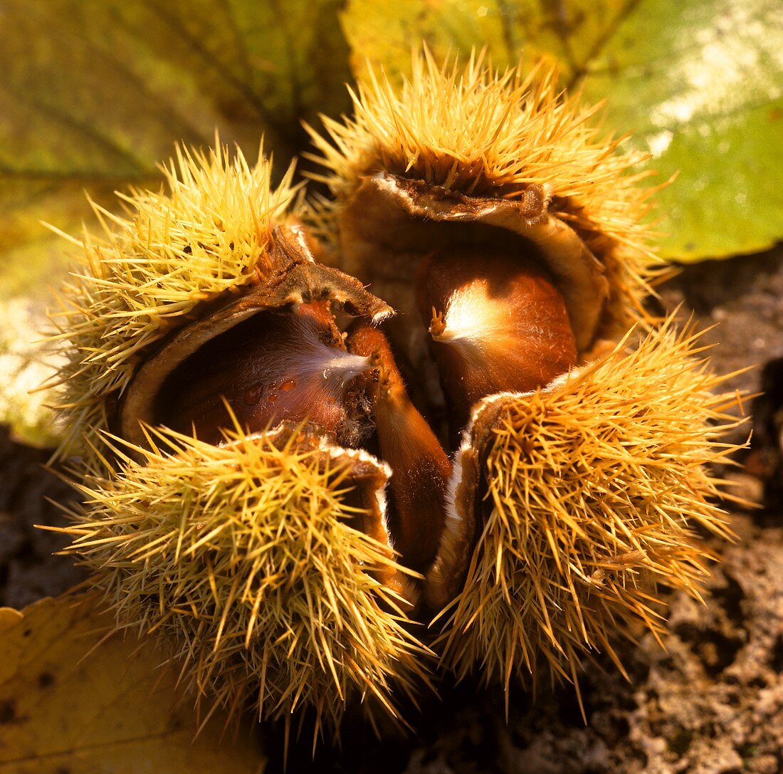 A sweet chestnut in open shell