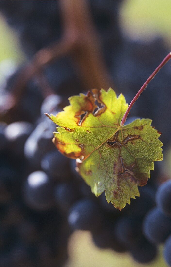 A vine leaf in front of red wine grapes