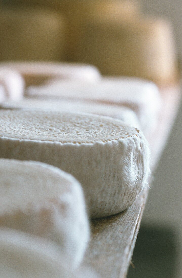 Several sheep's cream cheeses on a wooden board