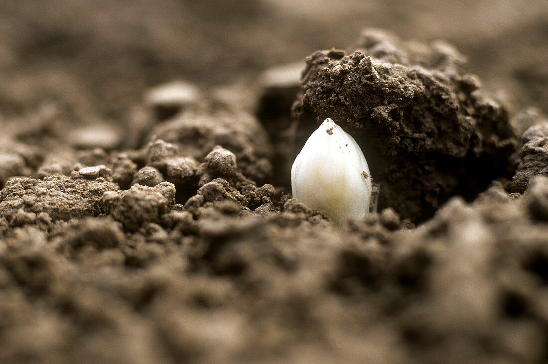 White asparagus tip peeping through the soil