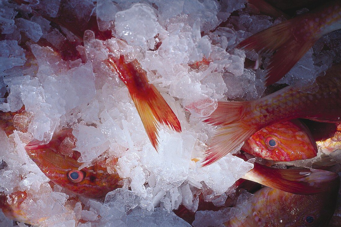 Fresh red mullet among crushed ice
