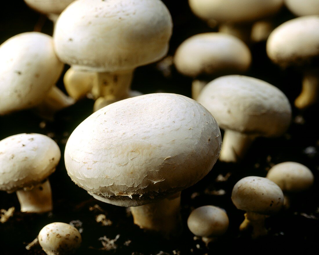 Fresh mushrooms in the earth
