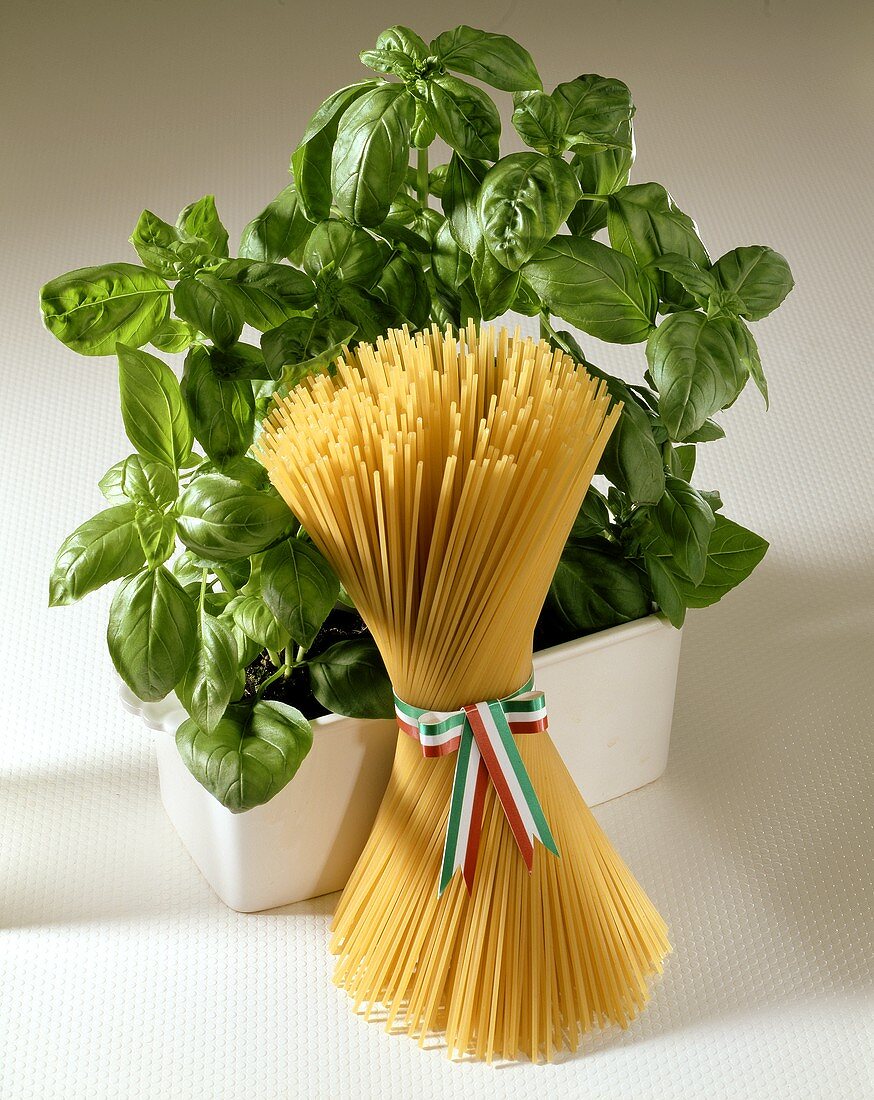 Spaghetti with Italian bow in front of fresh basil