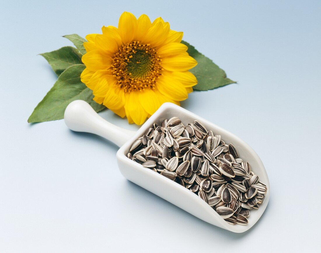 Sunflower seeds on  white scoop in front of a sunflower
