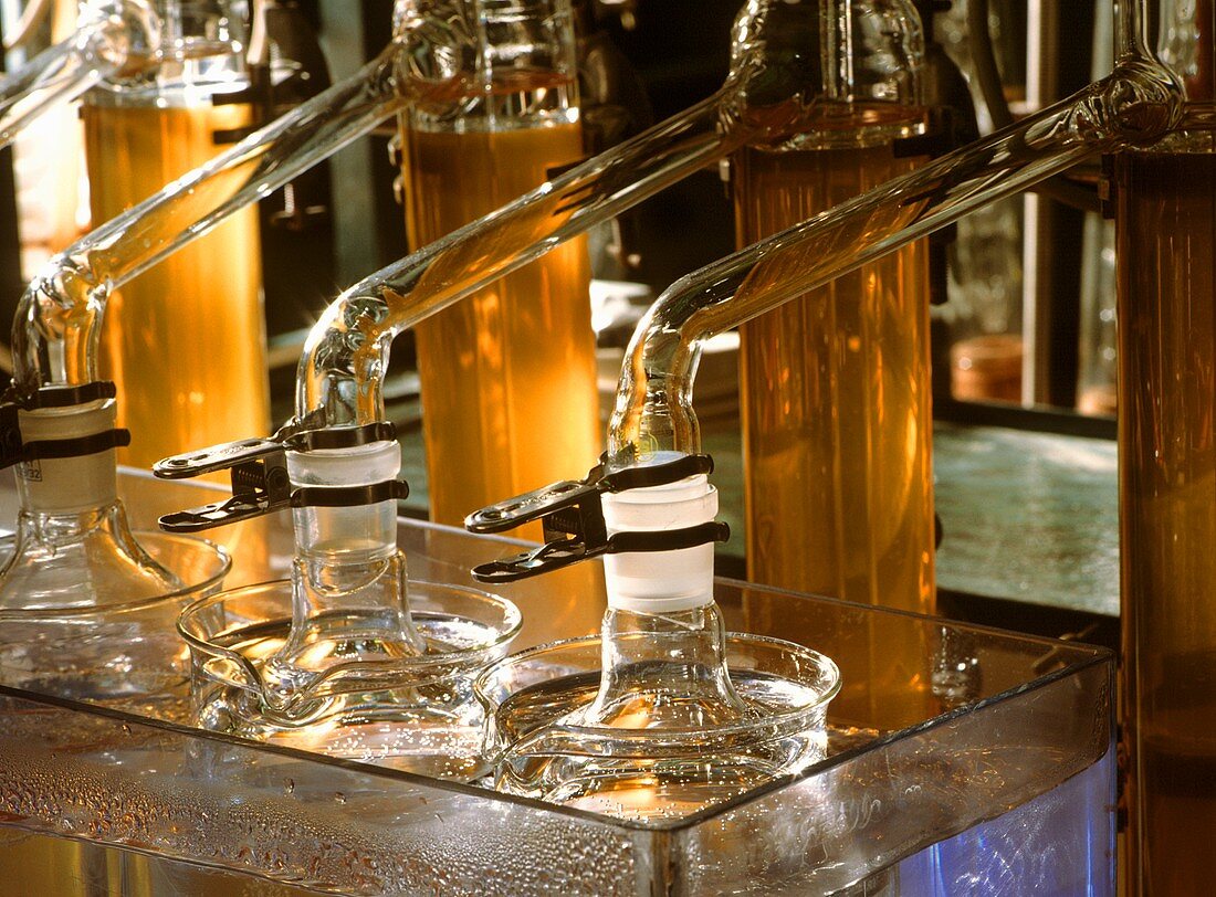 Laboratory set-up for fatty acid determination in beer