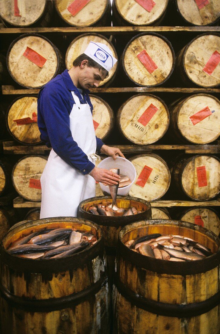Factory worker packing herring into barrels
